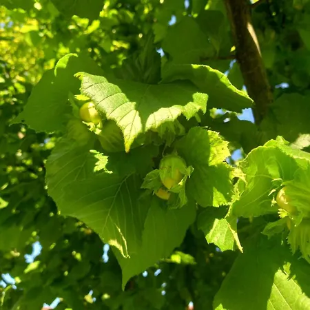 Nejra Appartamento Bihać