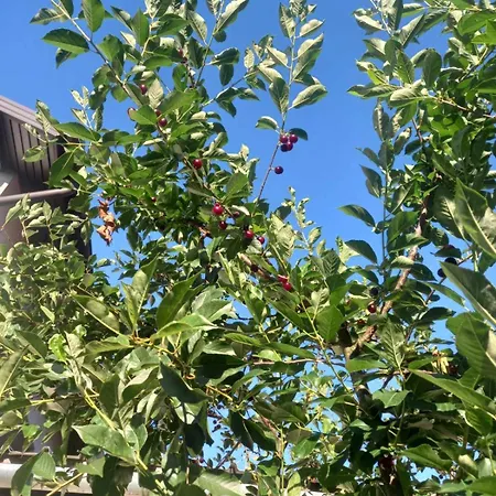 Nejra * بيهاتش